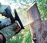 How Our Tree Care Process Works  in  Tamalpais Homestead Valley, CA