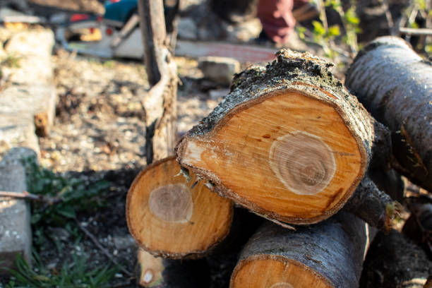 Best Tree Maintenance Programs  in Tamalpais Homestead Valley, CA