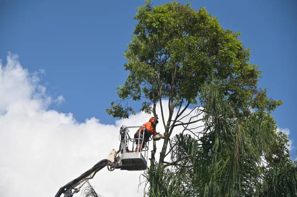 Reliable Tamalpais Homestead Valley, CA Tree Care Solutions